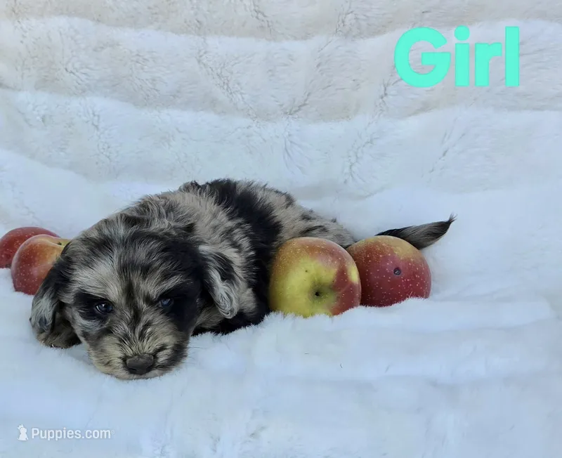 Teal Collar Female Miniature Aussiedoodle – Miniature Aussiedoodle puppy for sale in Blue Ridge, GA