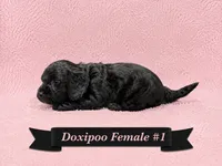 Female #1, a female Doxiepoo for sale in Blue Ridge, GA – 2 of 3