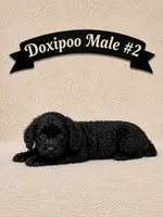 Male #2, a male Doxiepoo for sale in Blue Ridge, GA – 2 of 3