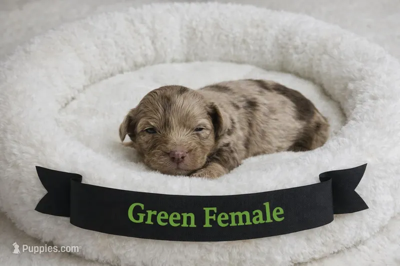 Green Female – Miniature Aussiedoodle puppy for sale in Blue Ridge, GA