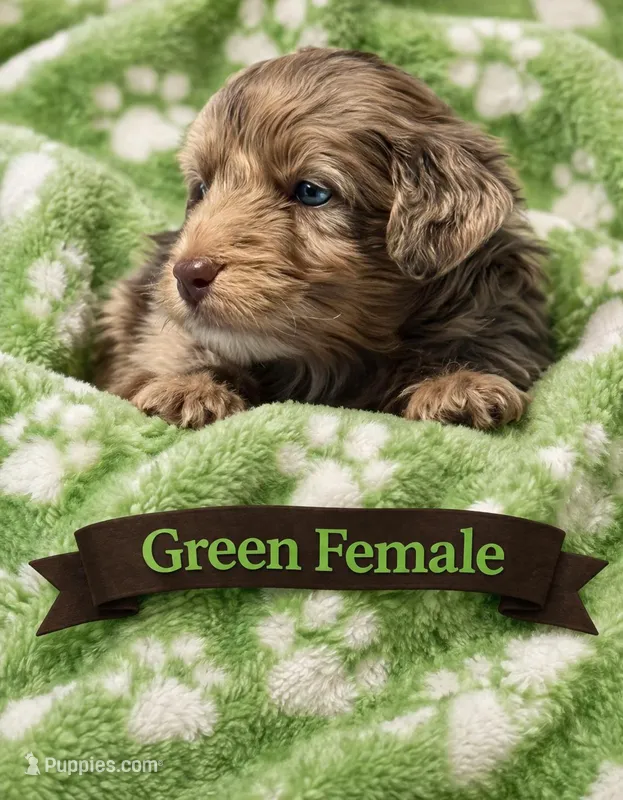 Green Female – Miniature Aussiedoodle puppy for sale in Blue Ridge, GA