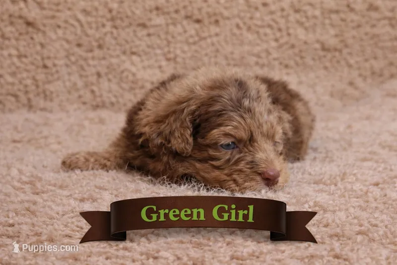 Green Female – Miniature Aussiedoodle puppy for sale in Blue Ridge, GA