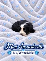 Black and White Male , a male Miniature Aussiedoodle for sale in Blue Ridge, GA – 3 of 10