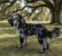 Rip, a male Poodle - Miniature  for sale in Blue Ridge, GA – 2 of 3