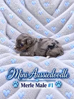 Blue Merle Male #1, a male Miniature Aussiedoodle for sale in Blue Ridge, GA – 5 of 6
