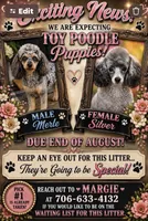 Female #2, a female Poodle - Toy  for sale in Blue Ridge, GA – 5 of 5