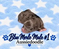 Blue Merle Male #1, a male Miniature Aussiedoodle for sale in Blue Ridge, GA – 3 of 5
