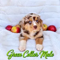 Green Collar Male, a male Australian Shepherd for sale in Blue Ridge, GA – 3 of 3