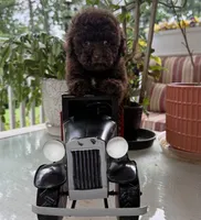 Hersey, a male Poodle - Toy  for sale in Blue Ridge, GA – 4 of 9