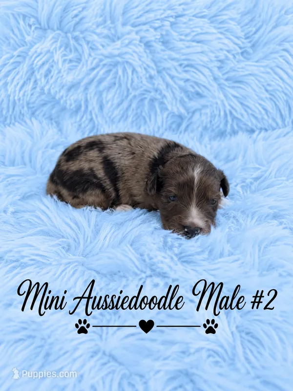 Blue Merle #2 – Miniature Aussiedoodle puppy for sale in Blue Ridge, GA