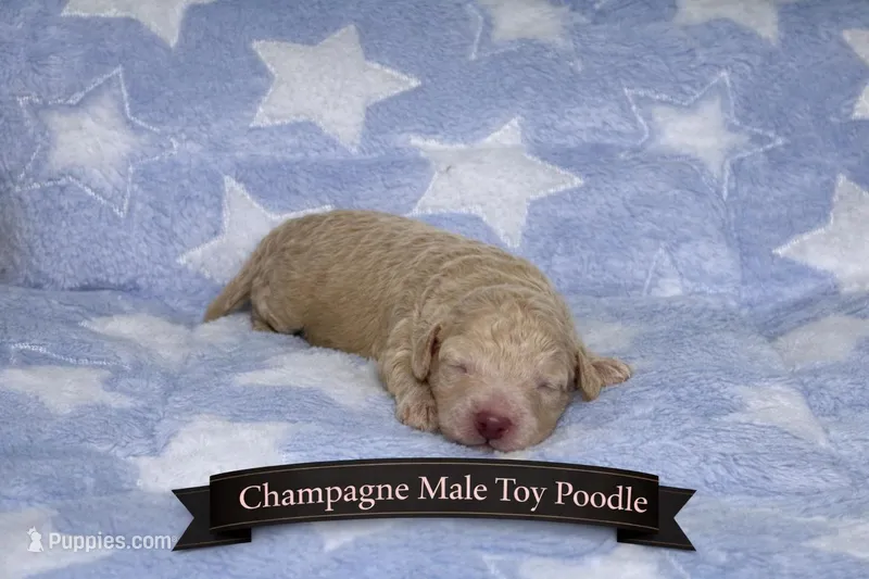 Cream Toy Poodle – Poodle - Toy  puppy for sale in Blue Ridge, GA