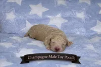Cream Toy Poodle, a male Poodle - Toy  for sale in Blue Ridge, GA – Photo 1 of 3