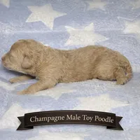 Cream Toy Poodle, a male Poodle - Toy  for sale in Blue Ridge, GA – Photo 2 of 3