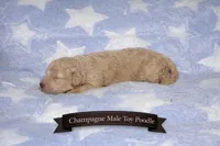 Cream Toy Poodle, a male Poodle - Toy  for sale in Blue Ridge, GA – Photo 3 of 3