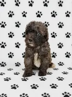 Mini Bernedoodle Male, a male Miniature Bernedoodle for sale in Blue Ridge, GA – 3 of 4