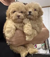 Black collar, a male Poodle - Toy  for sale in Blue Ridge, GA – 2 of 6