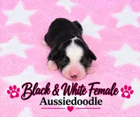 Black and white Female, a female Miniature Aussiedoodle for sale in Blue Ridge, GA – 2 of 5
