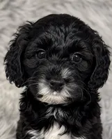 Small Mini Cockapoo, a female Cockapoo for sale in Blue Ridge, GA – 2 of 5