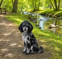 Rip, a male Poodle - Miniature  for sale in Blue Ridge, GA – 1 of 3