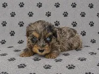 Miniature Bernedoodle Female, a female Miniature Bernedoodle for sale in Blue Ridge, GA – 4 of 6