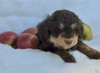 Black Collar Male Mini Aussiedoodle, a male Miniature Aussiedoodle for sale in Blue Ridge, GA – 2 of 6