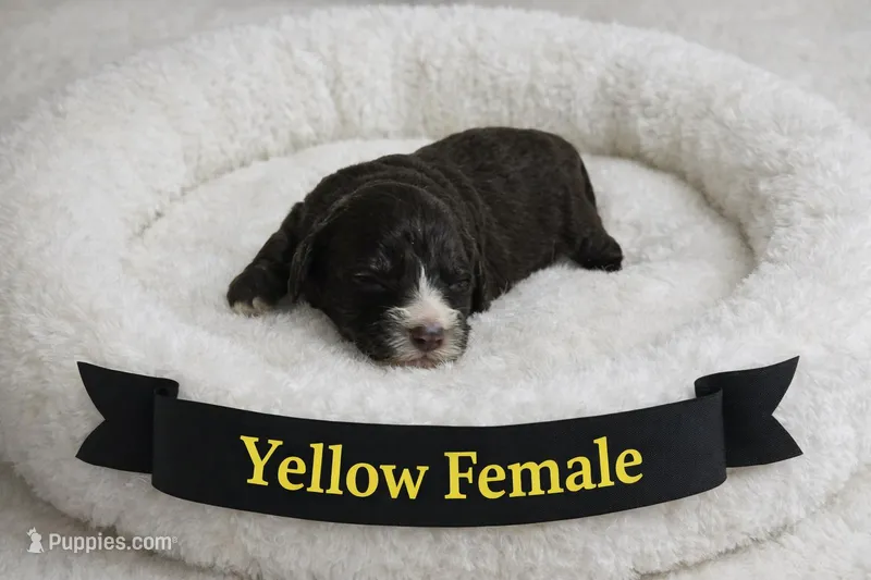 Yellow Female – Miniature Aussiedoodle puppy for sale in Blue Ridge, GA