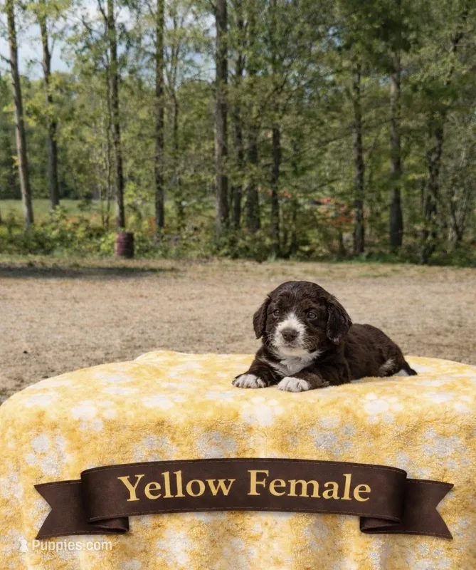 Yellow Female – Miniature Aussiedoodle puppy for sale in Blue Ridge, GA
