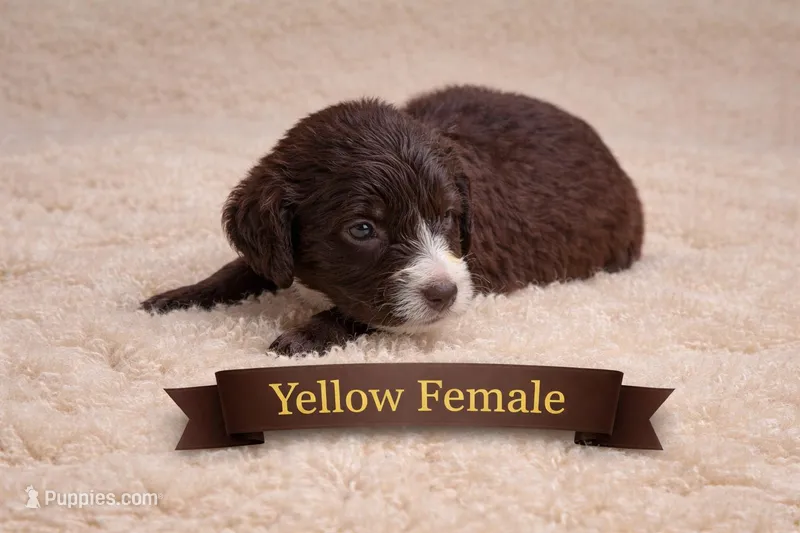 Yellow Female – Miniature Aussiedoodle puppy for sale in Blue Ridge, GA