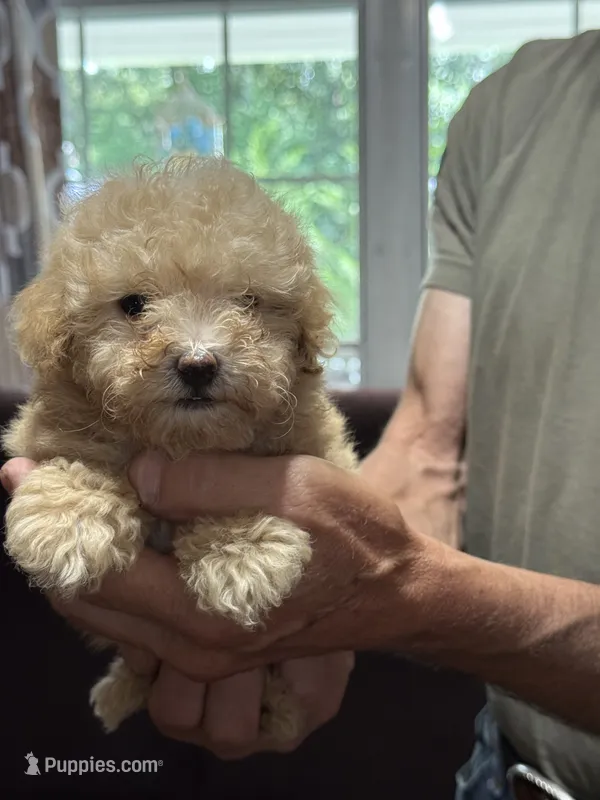 Black collar – Poodle - Toy  puppy for sale in Blue Ridge, GA