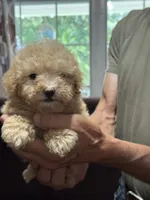 Black collar, a male Poodle - Toy  for sale in Blue Ridge, GA – 1 of 6