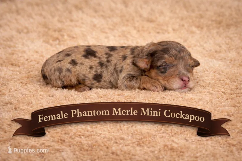 Lighter Merle – Cockapoo puppy for sale in Blue Ridge, GA