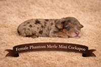 Lighter Merle, a female Cockapoo for sale in Blue Ridge, GA – Photo 1 of 3