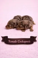 Lighter Merle, a female Cockapoo for sale in Blue Ridge, GA – Photo 3 of 3