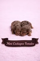 Lighter Merle, a female Cockapoo for sale in Blue Ridge, GA – Photo 2 of 3