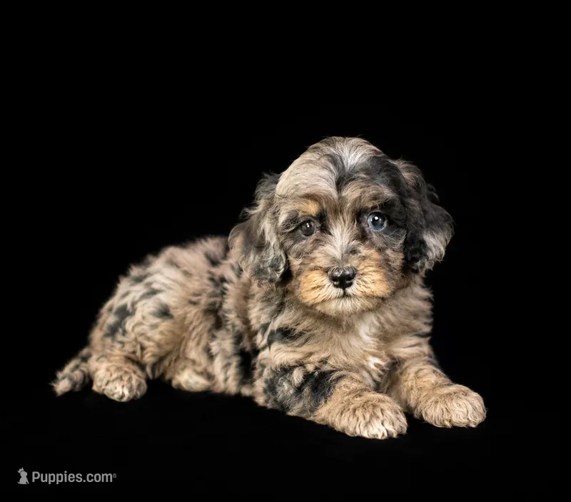Miniature Bernedoodle Female – Miniature Bernedoodle puppy for sale in Blue Ridge, GA