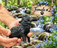 Female #2, a female Poodle - Toy  for sale in Blue Ridge, GA – 2 of 5
