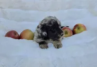 Red Collar Female Mini Aussiedoodle, a female Miniature Aussiedoodle for sale in Blue Ridge, GA – 3 of 8