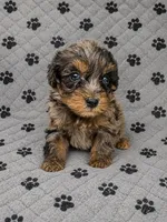 Miniature Bernedoodle Female, a female Miniature Bernedoodle for sale in Blue Ridge, GA – 5 of 6