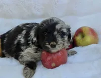 Red Collar Female Mini Aussiedoodle, a female Miniature Aussiedoodle for sale in Blue Ridge, GA – 6 of 8