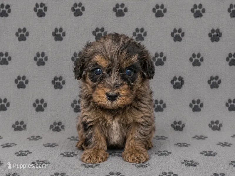 Miniature Bernedoodle Female – Miniature Bernedoodle puppy for sale in Blue Ridge, GA