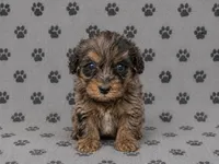 Miniature Bernedoodle Female, a female Miniature Bernedoodle for sale in Blue Ridge, GA – 1 of 6
