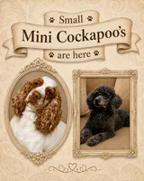 Newborn Small Mini Cockapoo’s, a female Cockapoo and Poodle - Toy  for sale in Blue Ridge, GA – 2 of 4