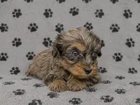 Miniature Bernedoodle Female, a female Miniature Bernedoodle for sale in Blue Ridge, GA – 2 of 6