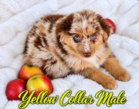 Yellow Collar Male, a male Australian Shepherd for sale in Blue Ridge, GA – 3 of 3