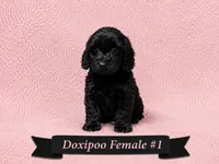 Female #1, a female Doxiepoo for sale in Blue Ridge, GA – 3 of 3