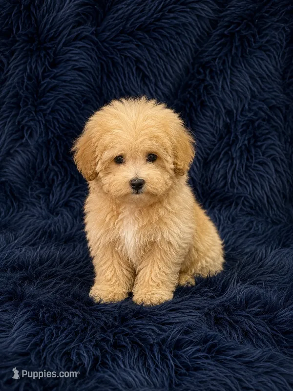 REDUCED-Black collar – Poodle - Toy  puppy for sale in Blue Ridge, GA