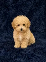 REDUCED-Black collar, a male Poodle - Toy  for sale in Blue Ridge, GA – 1 of 10