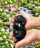 Male #1, a male Poodle - Toy  for sale in Blue Ridge, GA – 2 of 5
