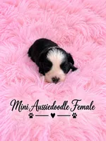 Black and white Female, a female Miniature Aussiedoodle for sale in Blue Ridge, GA – 8 of 10