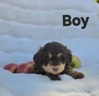 Black Collar Male Mini Aussiedoodle, a male Miniature Aussiedoodle for sale in Blue Ridge, GA – 1 of 6